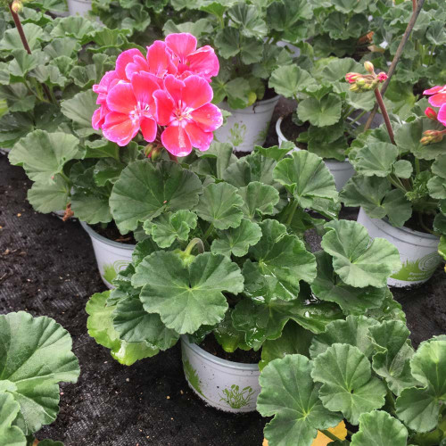 Geranium Zonal Toscana Tammo