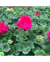 Geranium Droit Foxy