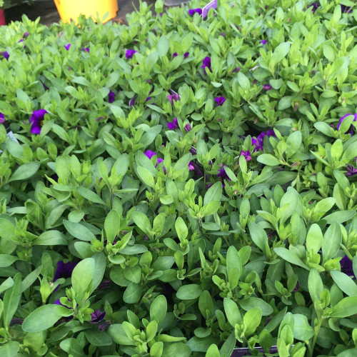 Calibrachoa Hybrida Deep Blue