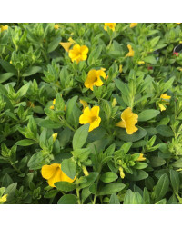 Calibrachoa Hybrida Deep Yellow