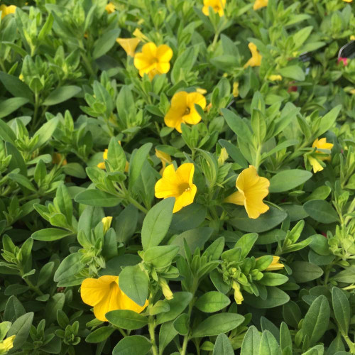 Calibrachoa Hybrida Deep Yellow