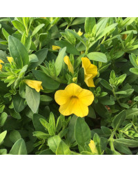 Calibrachoa Hybrida Deep Yellow