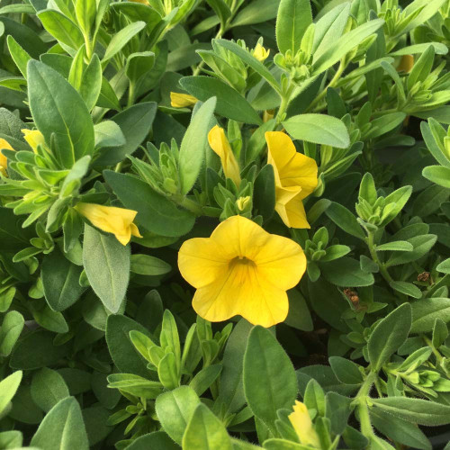 Calibrachoa Hybrida Deep Yellow