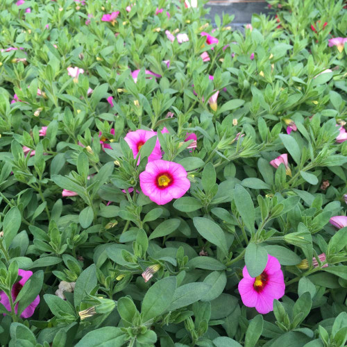 Calibrachoa Deep Pink With Red Eye