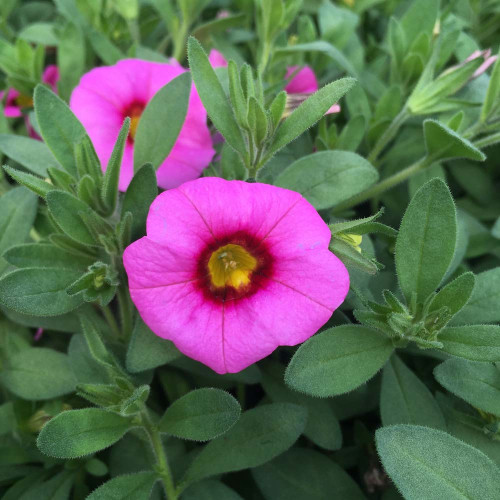 Calibrachoa Deep Pink With Red Eye