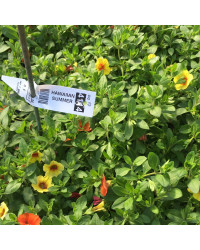 Petunia Confetti Garden Hawaiian Summer