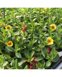 Petunia Confetti Garden Hawaiian Summer