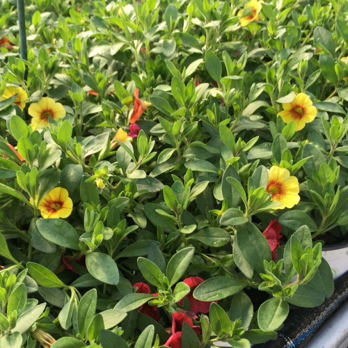 Petunia Confetti Garden Hawaiian Summer