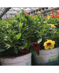 Petunia Confetti Garden Hawaiian Summer
