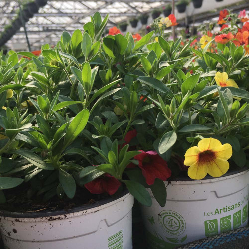 Petunia Confetti Garden Hawaiian Summer