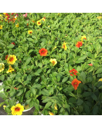 Petunia Confetti Garden Hawaiian Summer