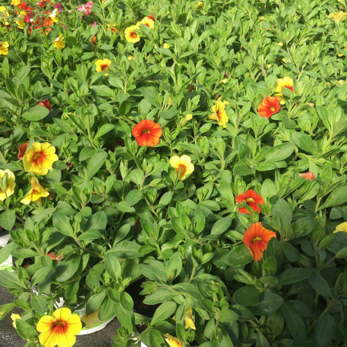 Petunia Confetti Garden Hawaiian Summer