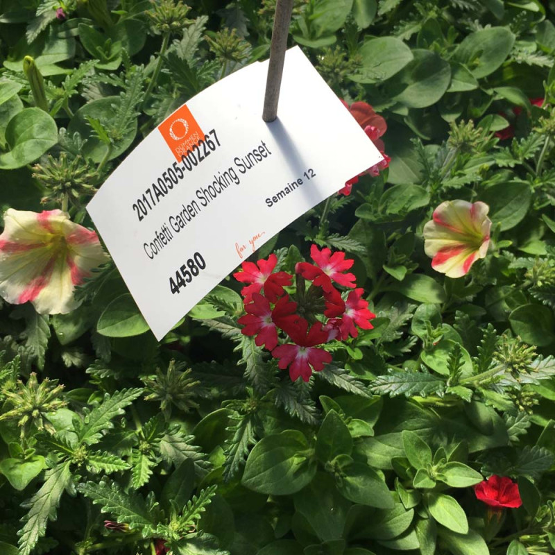 Acheter Petunia Confetti Garden Shocking Sunset pas cher sur Coclicoh