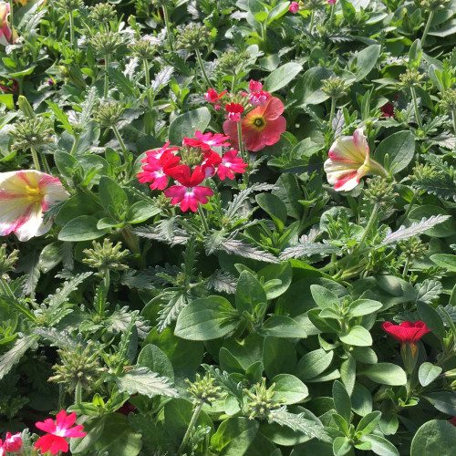 Petunia Confetti Garden Shocking Sunset