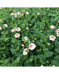 Diascia Flying Appleblossom