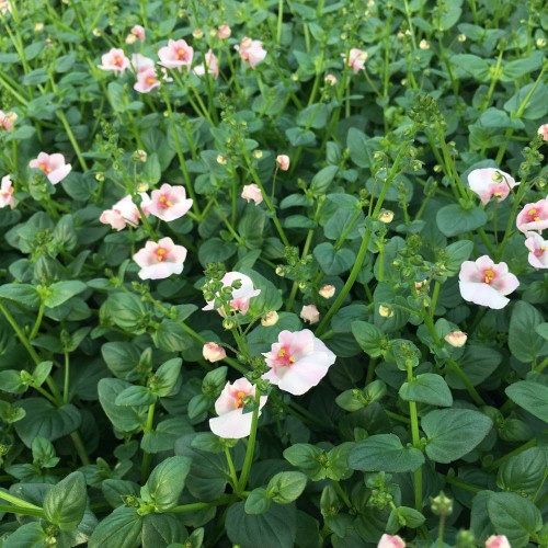 Diascia Flying Appleblossom