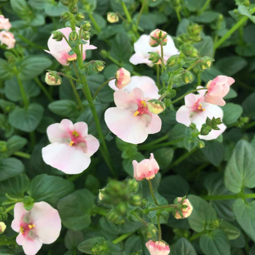 Diascia Flying Appleblossom