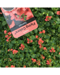 Diascia Flying Deep Salmon