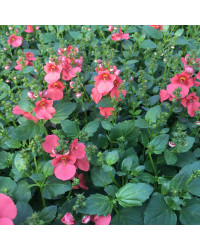 Diascia Flying Deep Salmon