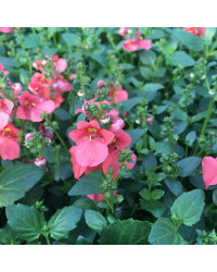 Diascia Flying Deep Salmon