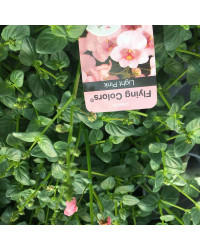 Diascia Flying Light Pink
