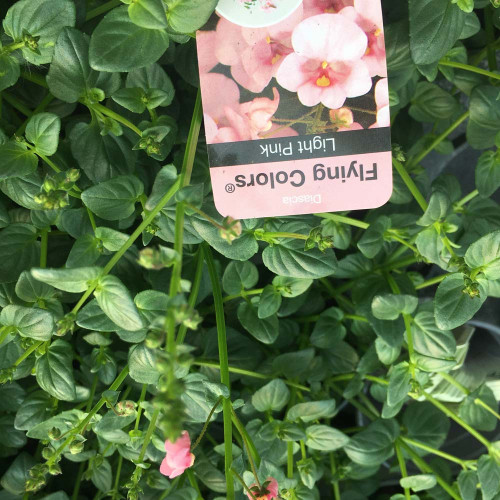 Diascia Flying Light Pink