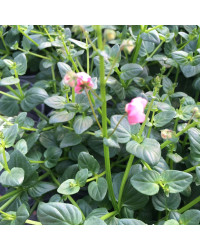 Diascia Flying Light Pink