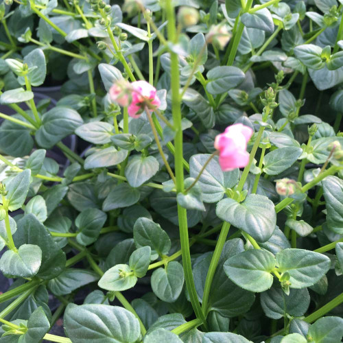 Diascia Flying Light Pink