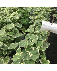 Geranium panaché Mme Salleron rose