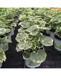 Geranium panaché Mme Salleron rose