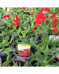 Nemesia Retombant Sunsatia Plus Granada