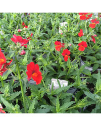 Nemesia Retombant Sunsatia Plus Granada