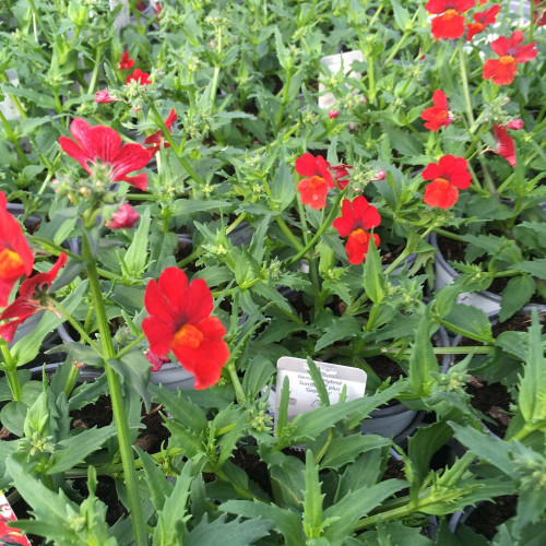 Nemesia Retombant Sunsatia Plus Granada