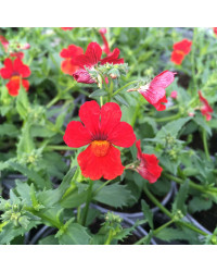 Nemesia Retombant Sunsatia Plus Granada