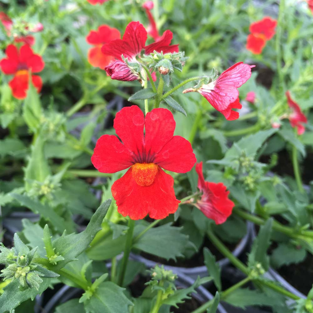 Nemesia Retombant Sunsatia Plus Granada