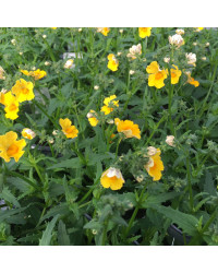 Nemesia Retombant Sunsatia Pomelo