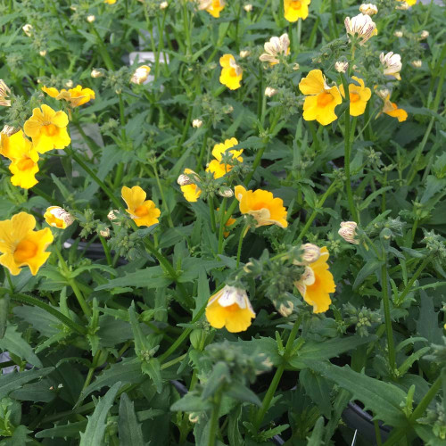 Nemesia Retombant Sunsatia Pomelo