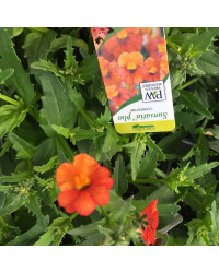 Nemesia Retombant Sunsatia Plus Clementine