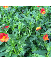 Nemesia Retombant Sunsatia Plus Clementine