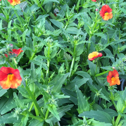 Nemesia Retombant Sunsatia Plus Clementine