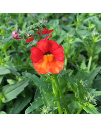 Nemesia Retombant Sunsatia Plus Clementine