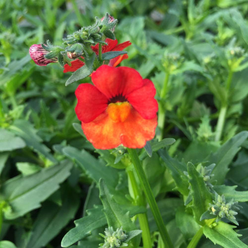 Nemesia Retombant Sunsatia Plus Clementine