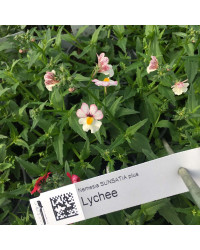 Nemesia Retombant Sunsatia Plus Lychee