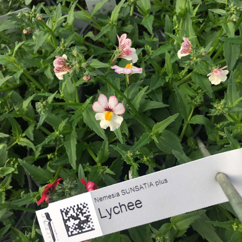 Nemesia Retombant Sunsatia Plus Lychee