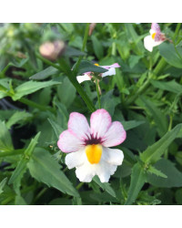 Nemesia Retombant Sunsatia Plus Lychee