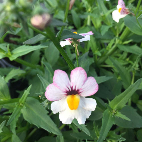 Nemesia Retombant Sunsatia Plus Lychee