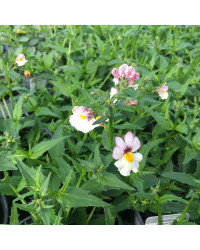 Nemesia Retombant Sunsatia Plus Lychee