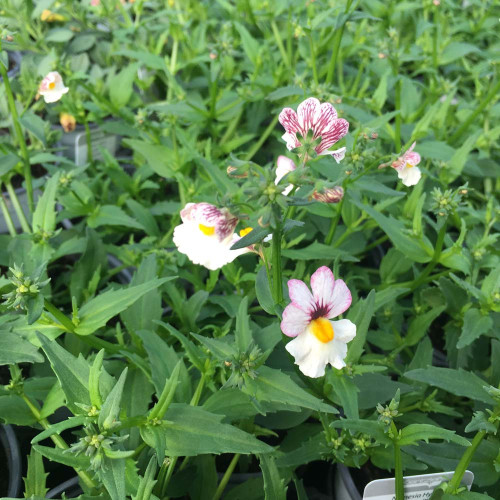 Nemesia Retombant Sunsatia Plus Lychee