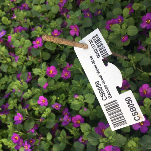 Bacopa Great Violet Glow