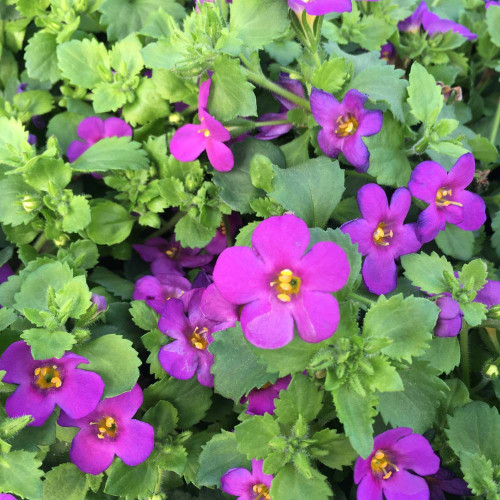 Bacopa Great Violet Glow